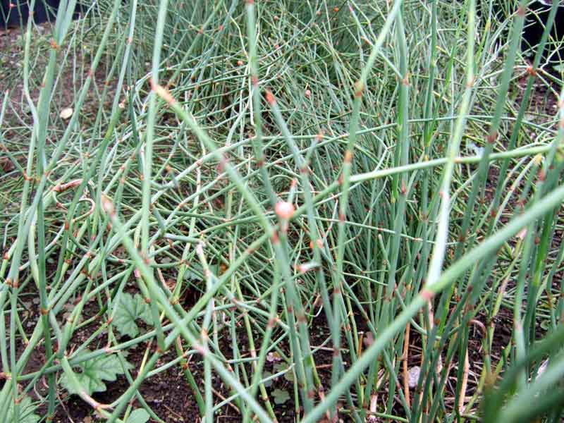 桂枝去桂加茯苓白朮湯、桂枝芍薬知母湯、桂枝湯、桂枝二越婢一湯、桂枝二麻黄一湯