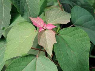 赤芽柏、阿膠、芦薈、威霊仙、茵蔯蒿