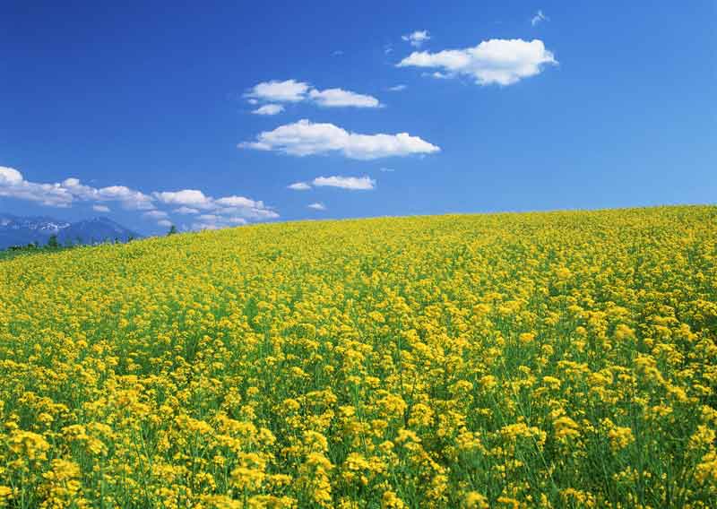 漢方薬を飲み始めて1ヵ月間経ち体が軽く感じます