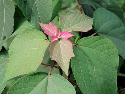 赤芽柏、阿膠、芦薈、威霊仙、茵蔯蒿