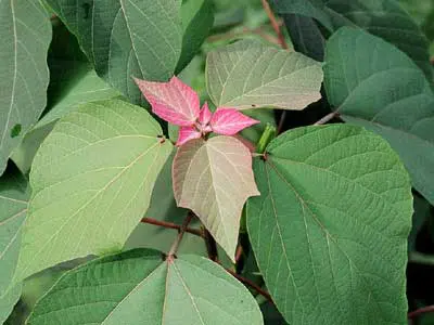 赤芽柏、阿膠、芦薈、威霊仙、茵蔯蒿