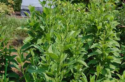 桂皮、桂枝、荊芥、決明子、玄参、膠飴