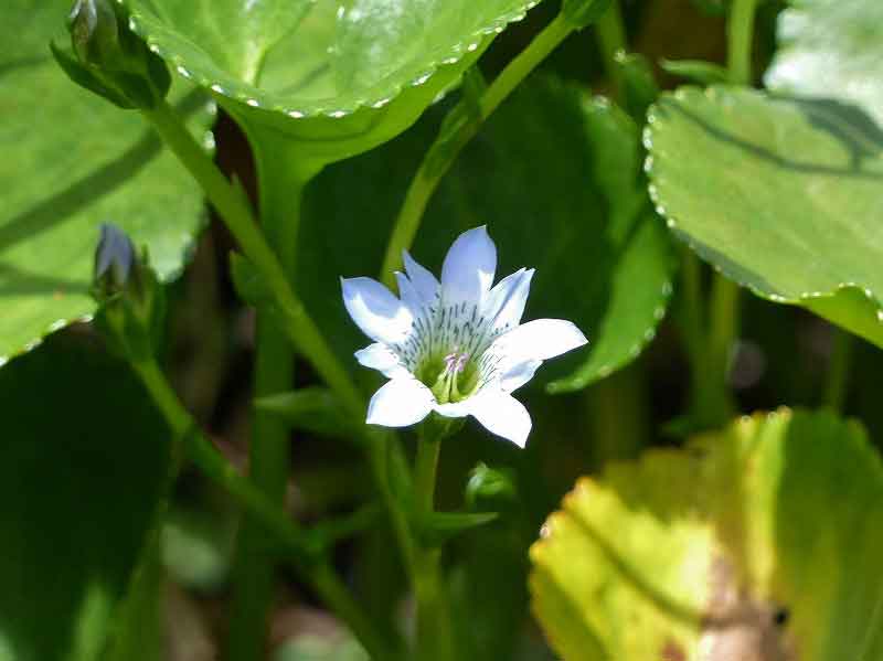 赤芽柏、阿膠、芦薈、威霊仙、茵蔯蒿