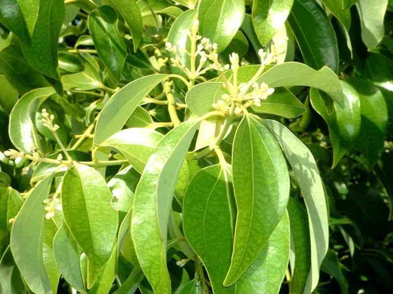 桂皮、桂枝、荊芥、決明子、玄参、膠飴