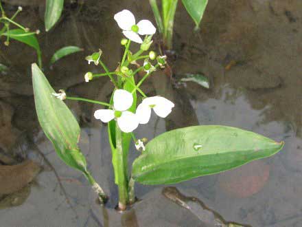 大防風湯、澤瀉湯、托裏消毒散、竹茹温胆湯