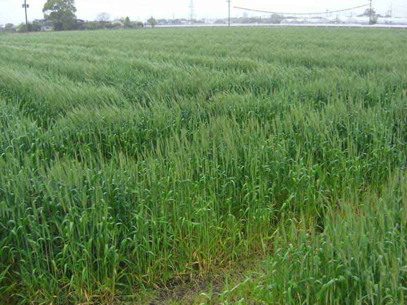 燈心草、灯心草、土鼈甲、冬虫夏草、忍冬