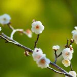 梅の花