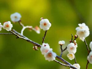 梅の花