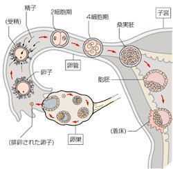 卵管の構造
