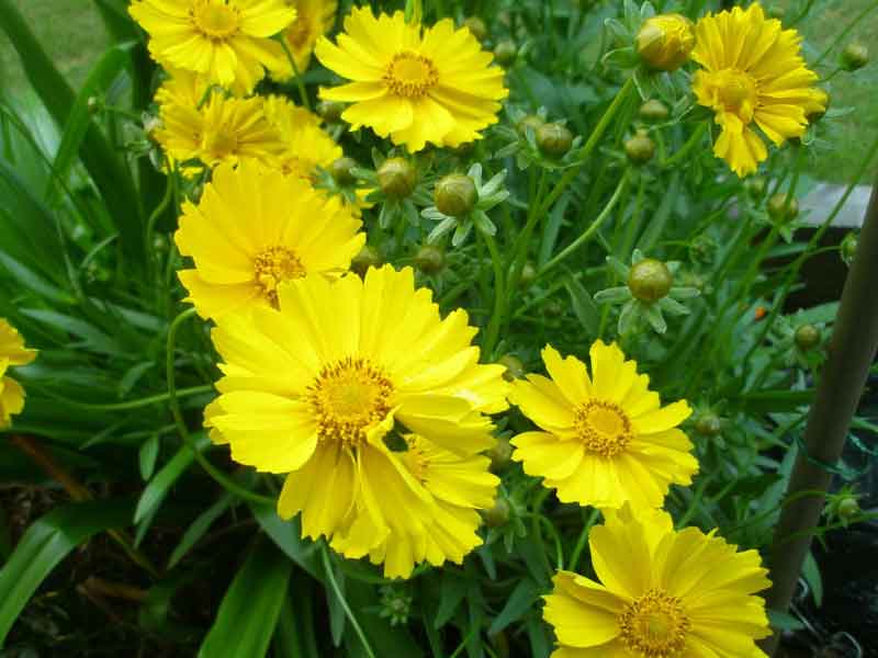 菊花、橘皮、牛胆、羗活、独活、杏仁