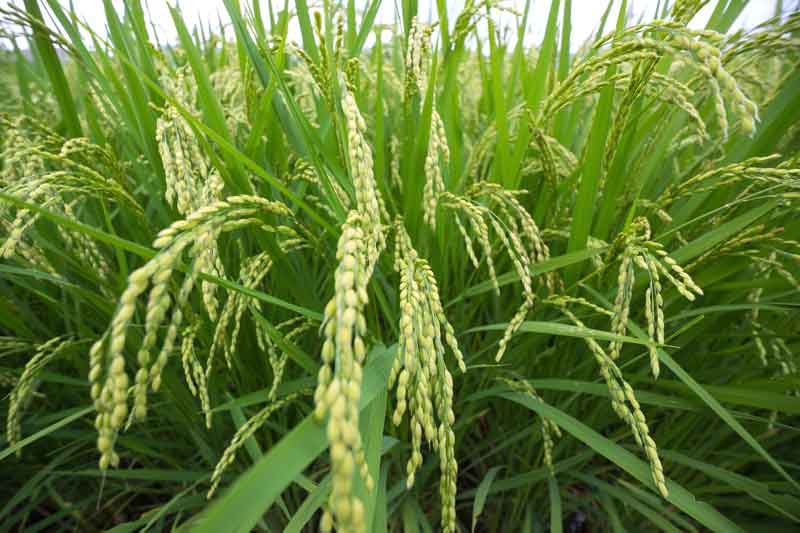 白虎加人参湯、茯苓飲、茯苓杏仁甘草湯、附子湯、分心気飲