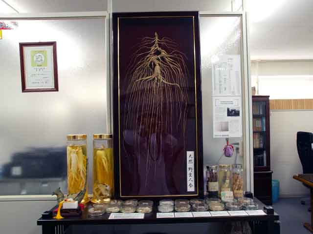 薬局内6。柴胡、黄連、太子参。他24品展示