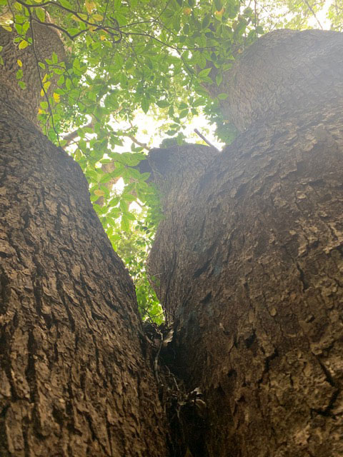 白蜜と砂糖