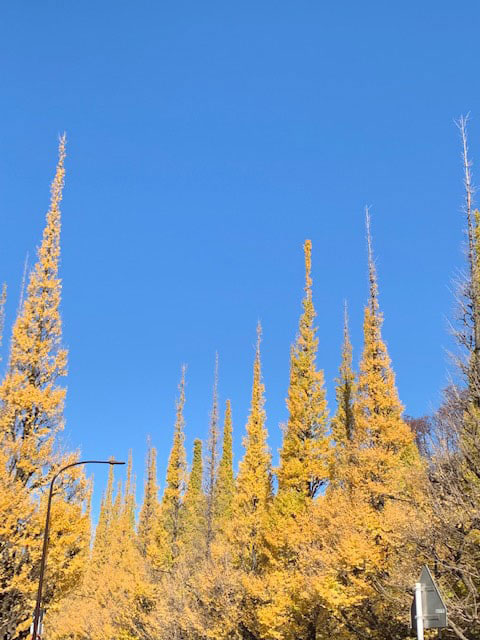花粉症の漢方治療と食養生