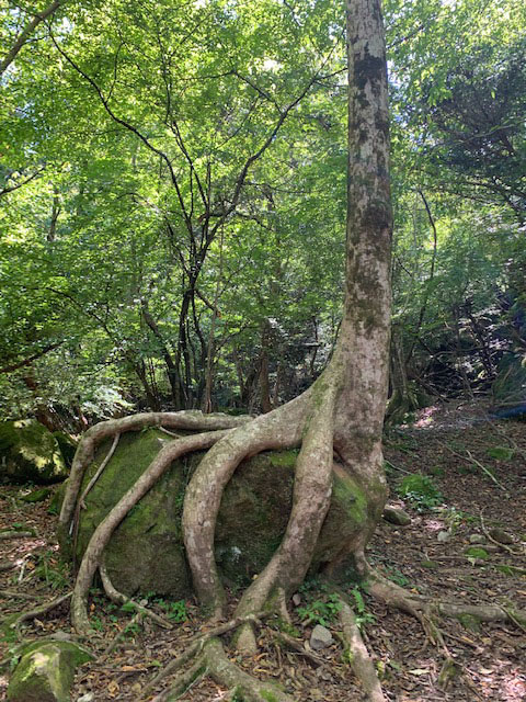 郷土の漢方の先生