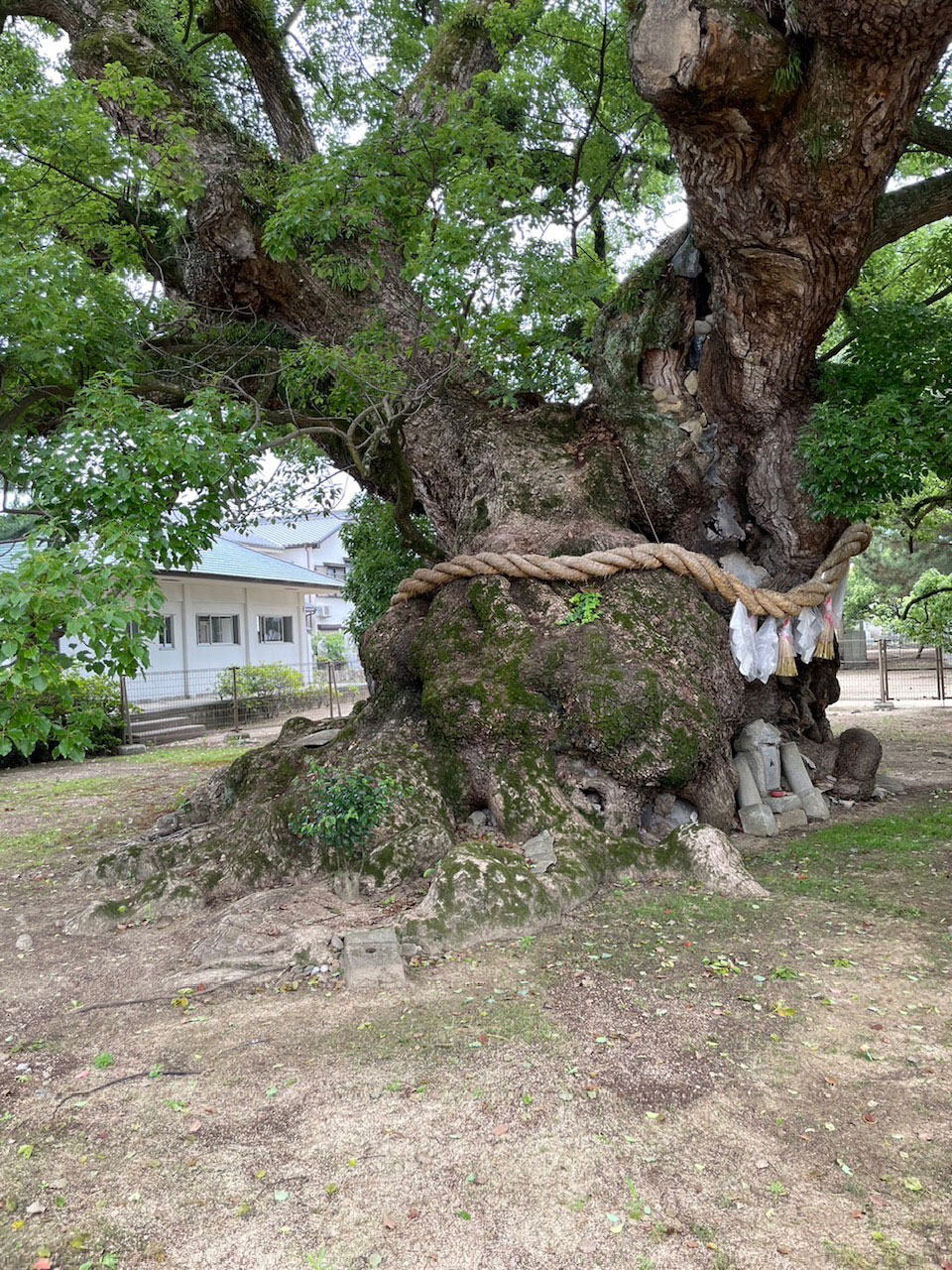 漢方治療を終了したいと思います