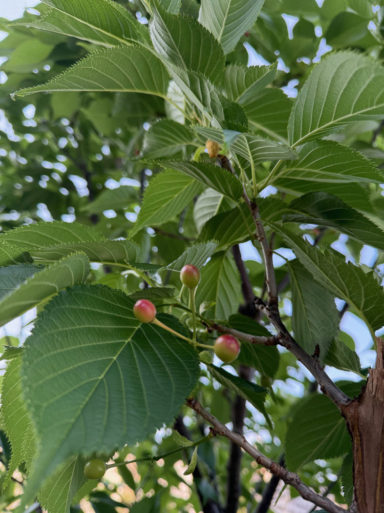 今回で漢方薬は終了になります
