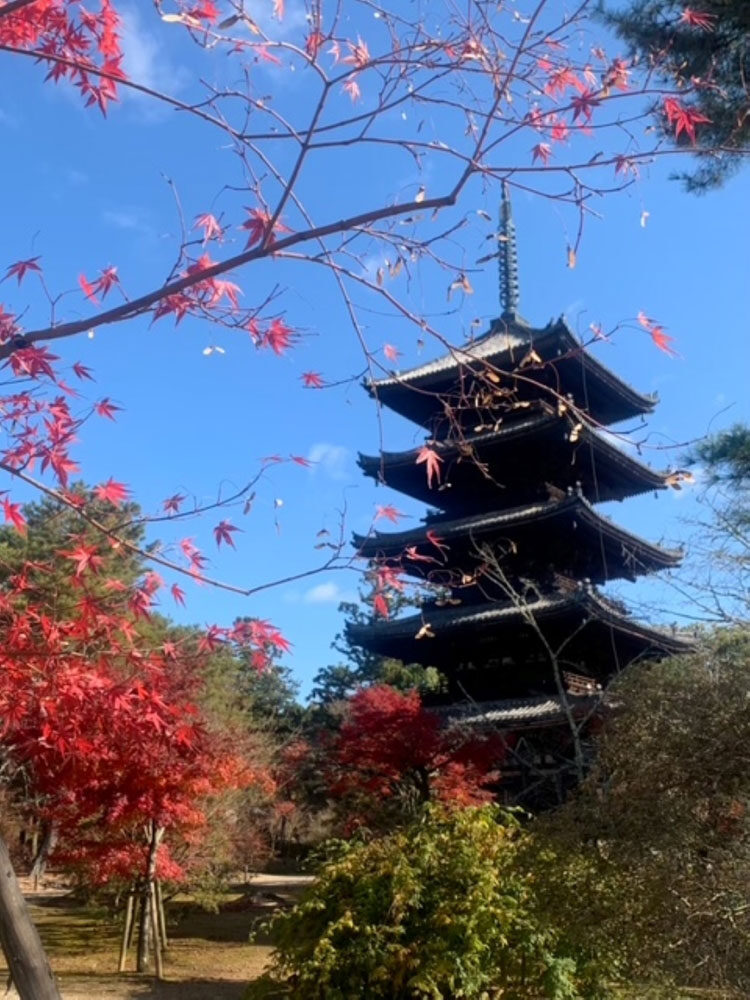 KL-6の検査数値が1580から400まで落ちました