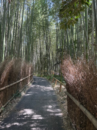痛みを忘れている時間が増えて来ました