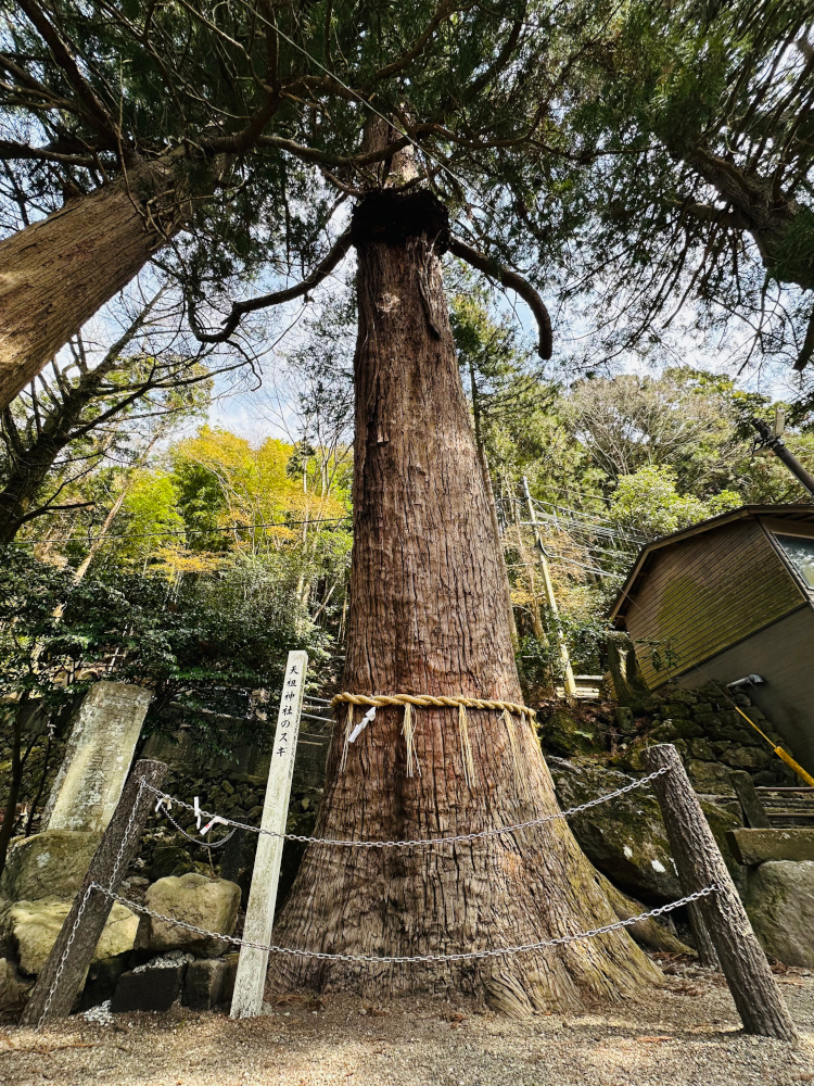 胆石の漢方