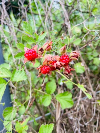 本草学5、気味の厚薄