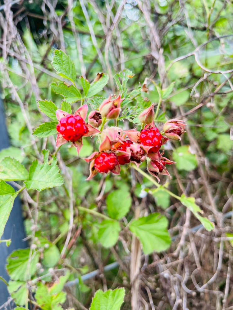 本草学5、気味の厚薄