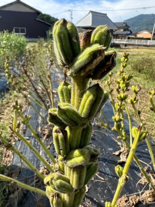 本草学4、五味