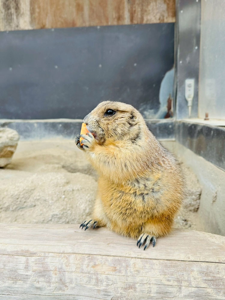 トリアスふれあい動物のオグロプレーリードッグ