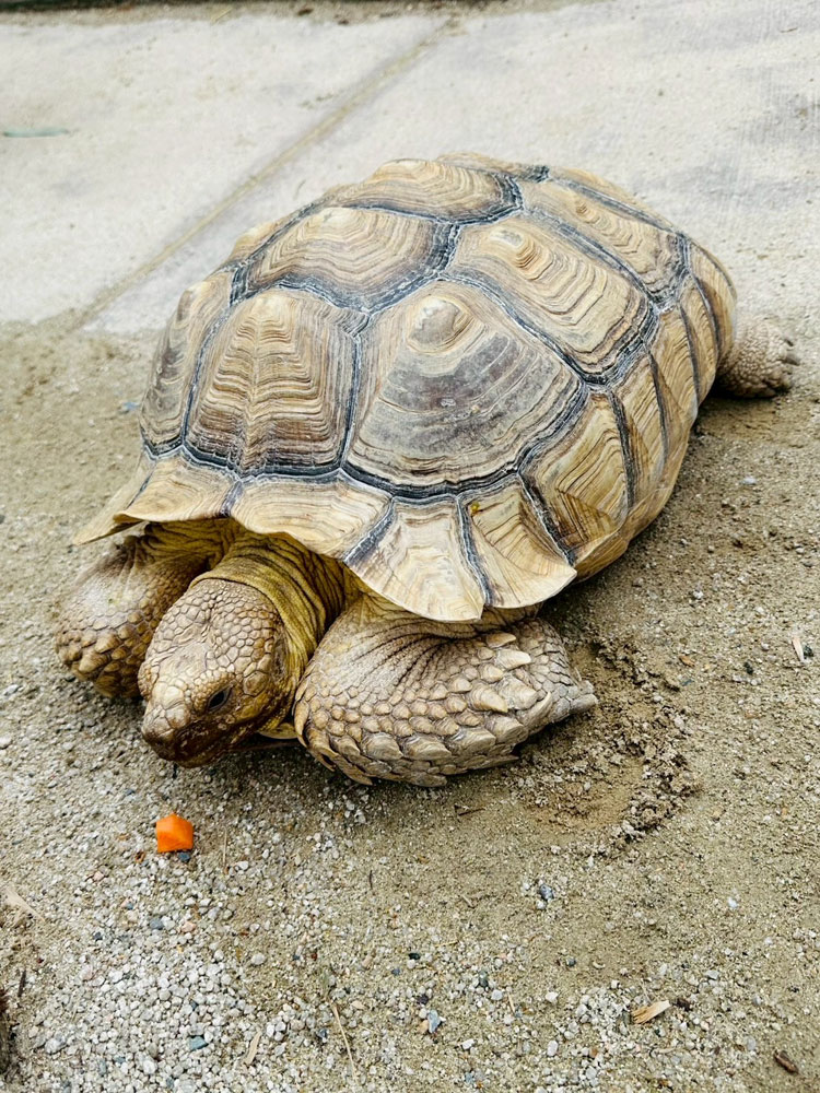 トリアスふれあい動物園の亀